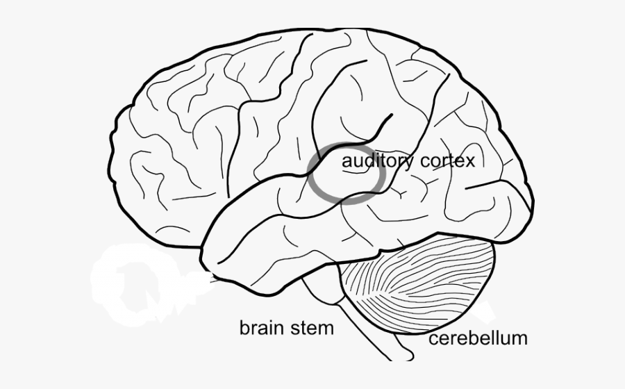 Transparent Cerebellum Clipart - Brain Outline With Lobes, Transparent Clipart