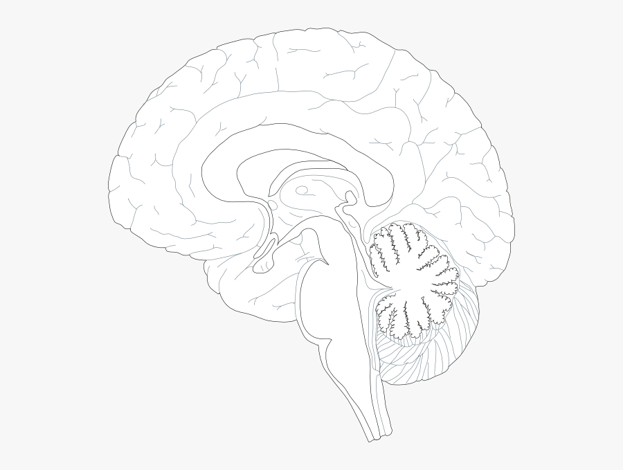 Brain Diagram Unlabeled, Transparent Clipart