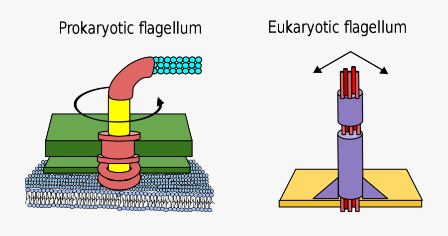 Difference Between Prokaryote And Eukaryote Flagella - Prokaryotic And Eukaryotic Flagella, Transparent Clipart