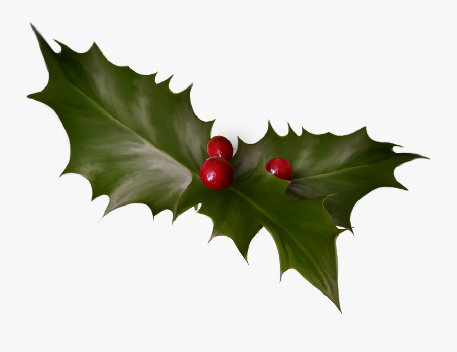 Tree Aquifoliales Common Holly Ilex Crenata - Holly, Transparent Clipart