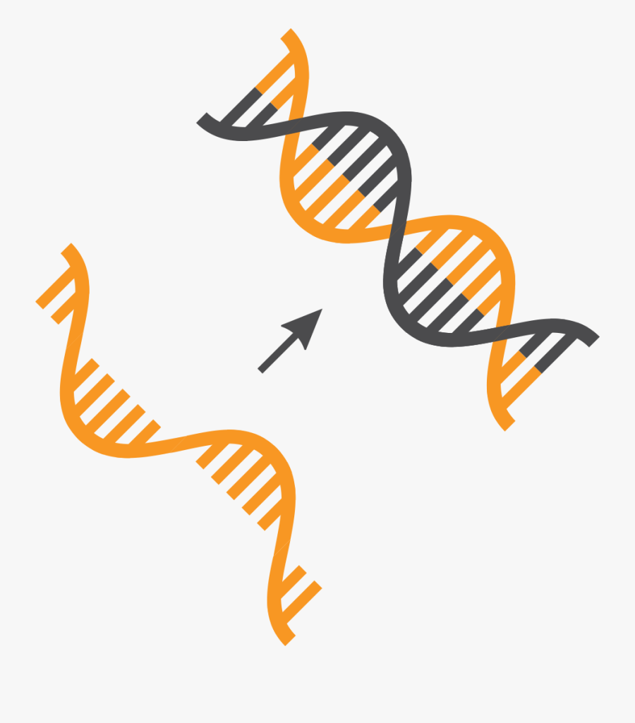 Cdna Synthesis Clipart, Transparent Clipart