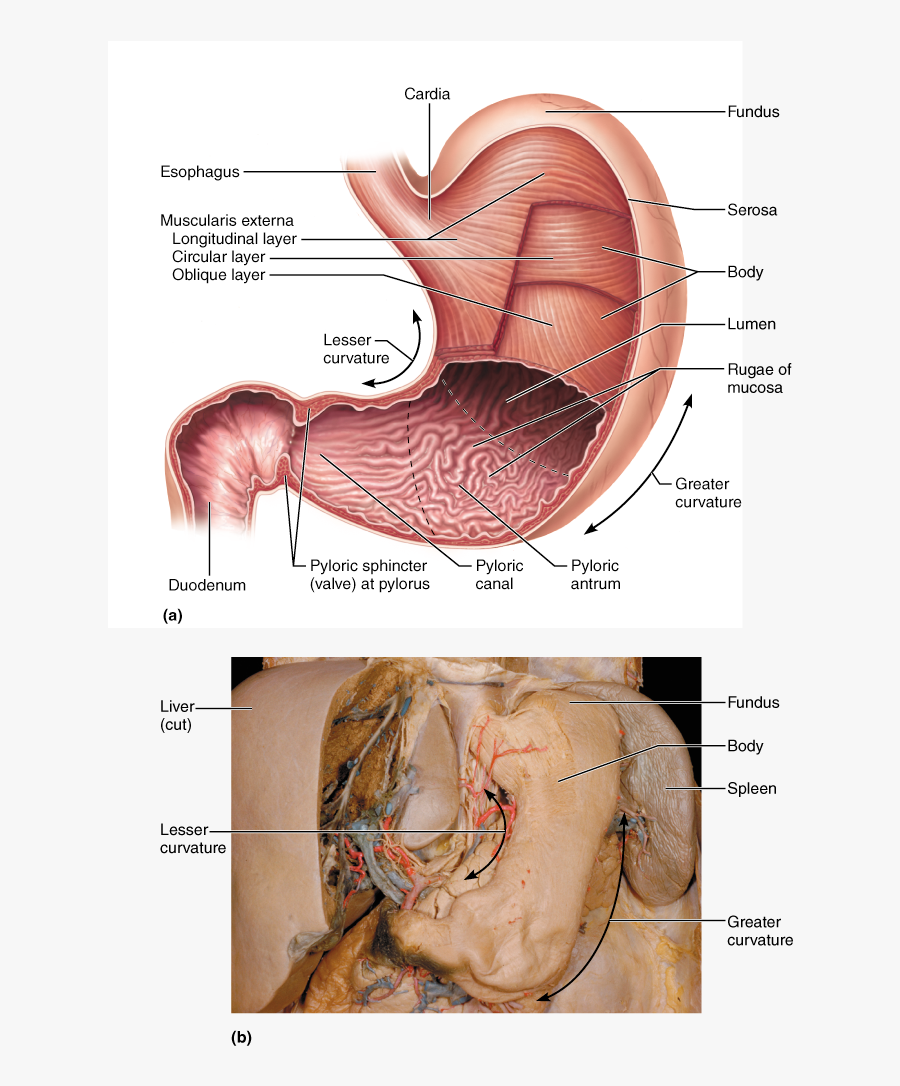 Clip Art Alimentary Canal Diagram - Figure 14.4 Anatomy Of The Stomach, Transparent Clipart
