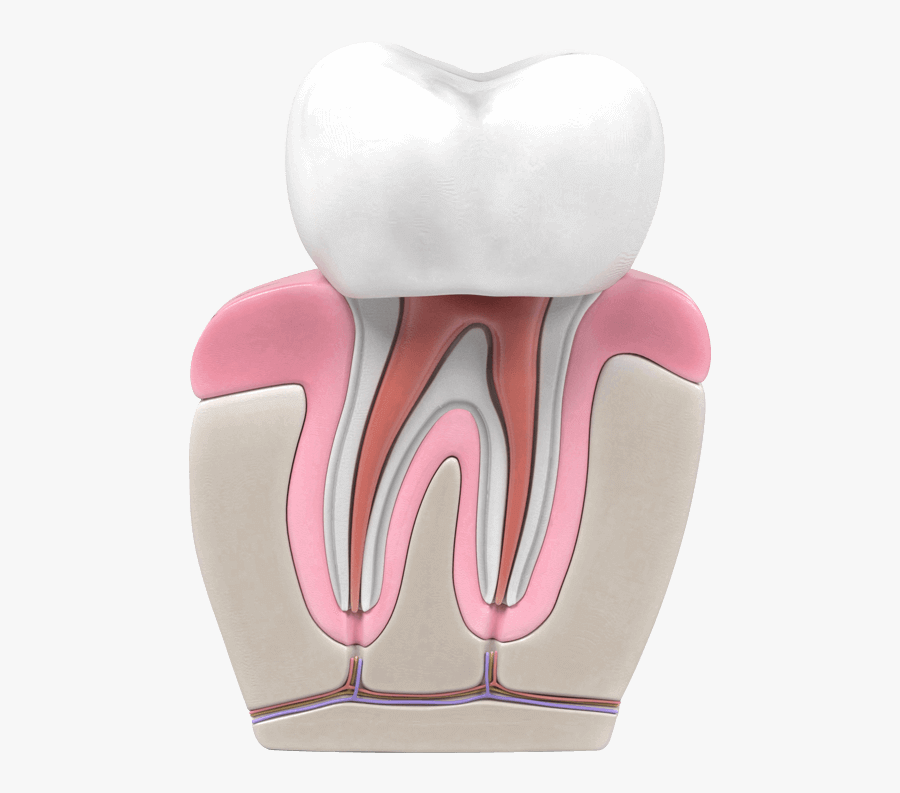 Transparent Teeth Grill Png - Endodoncia Animada, Transparent Clipart