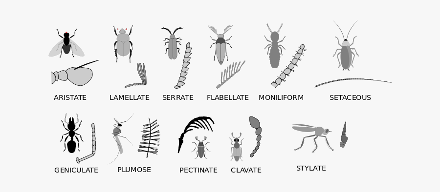 All Types Of Insect Antennae, Transparent Clipart