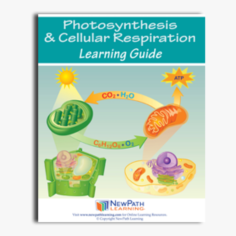 Relationship Between Photosynthesis And Cellular Respiration, Transparent Clipart