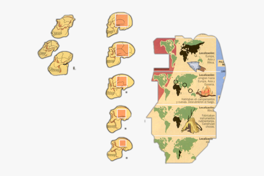 #tarea - Human Evolution, Transparent Clipart