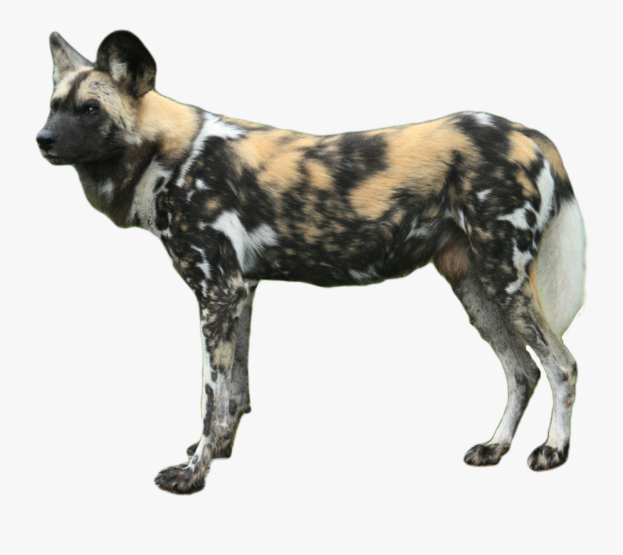 Transparent Animals Png - African Wild Dog Png, Transparent Clipart