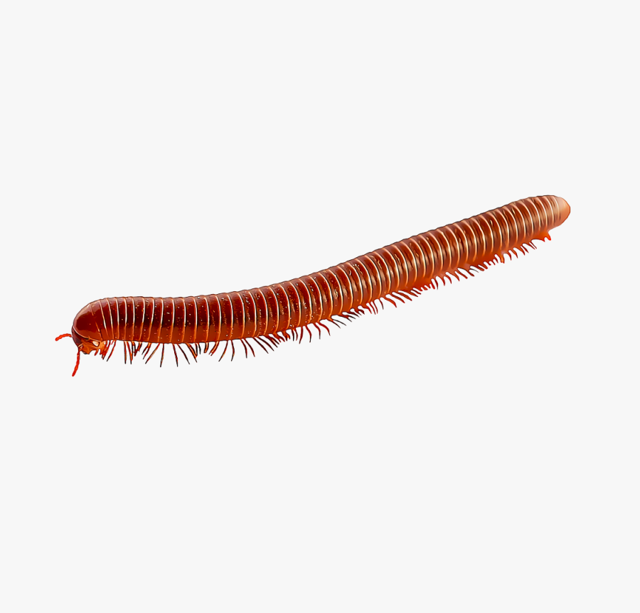 Clip Art Identify And Control Gardentech - Millipede Png, Transparent Clipart