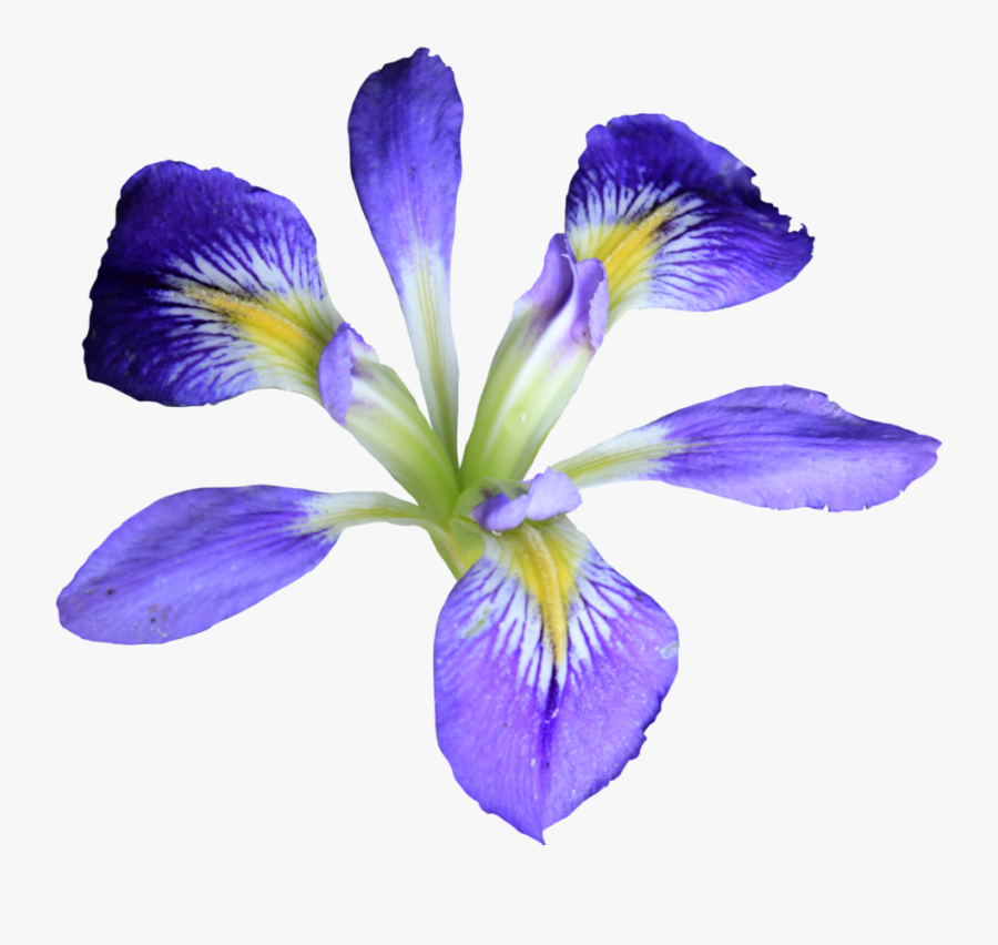 Clip Art Iris Photos - Iris Flower Png, Transparent Clipart