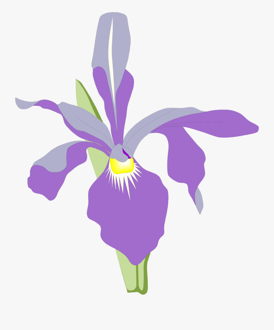 Orchid Free Stock Photo - Orchid Flower Illustration Png, Transparent Clipart