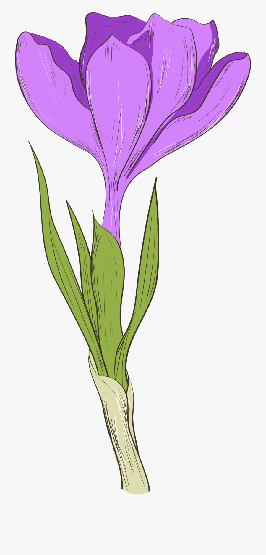 Transparent Iris Flower Png - Orris Root, Transparent Clipart