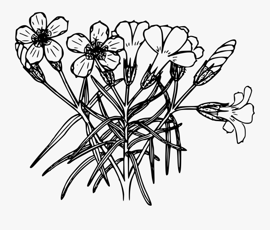 Sticky Phlox - Clip Art, Transparent Clipart