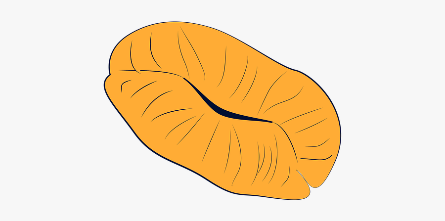Sexy Boy, Orange, Lips, Mouth, Sexuality, Passion - Squash, Transparent Clipart