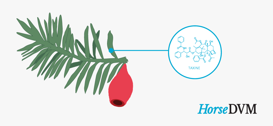 Yew Toxic Components - Yew Toxicity Horses, Transparent Clipart