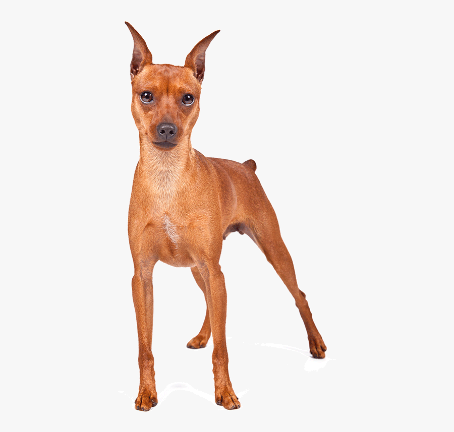 Brown Miniature Doberman Transparent, Transparent Clipart