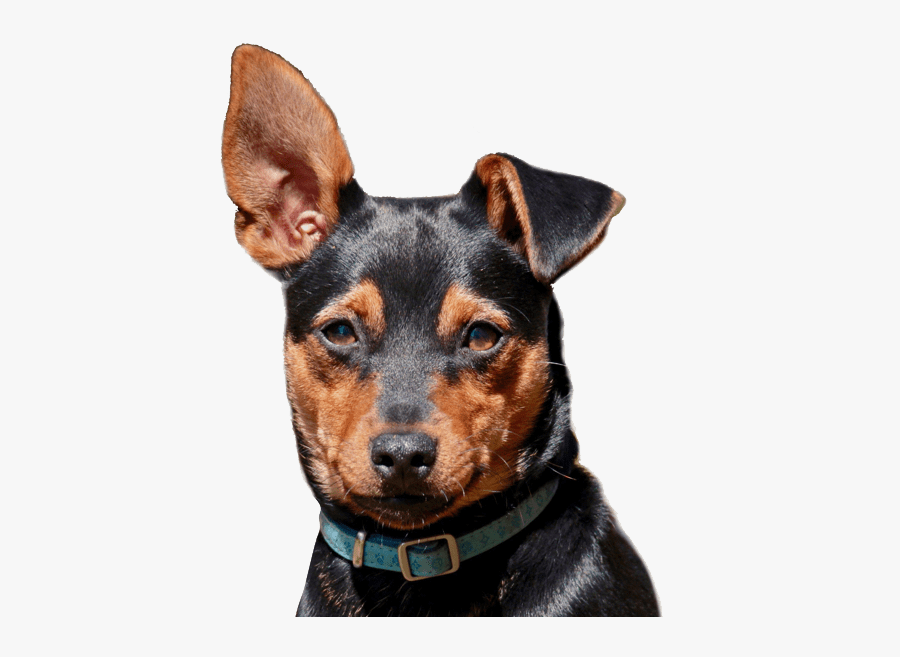 Clip Art Miniature Pinscher Puppies Dogs - German Pinscher, Transparent Clipart