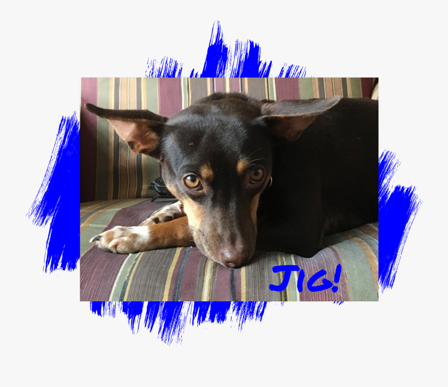 Miniature Pinscher Dog - Do Paw Blue, Transparent Clipart