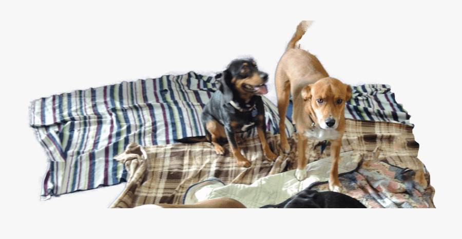 Lithuanian Hound, Transparent Clipart