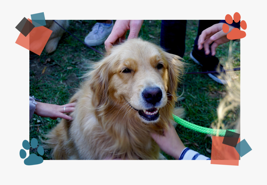 Dog, Transparent Clipart