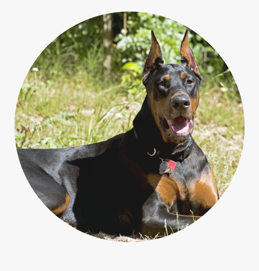 Brown Doberman Puppies - West Coast Duke Doberman, Transparent Clipart