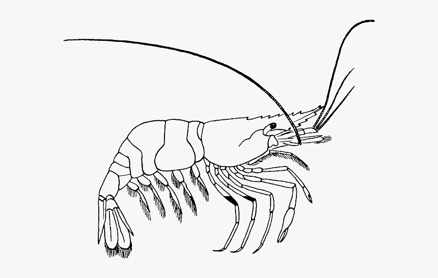 Shrimp Clipart Black And White, Transparent Clipart