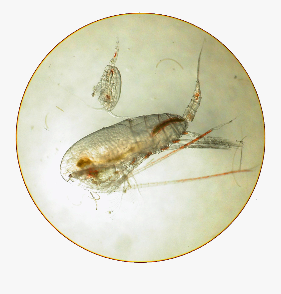 Krill - Net-winged Insects, Transparent Clipart