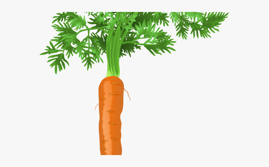 Transparent Background Carrot Drawing Transparent, Transparent Clipart