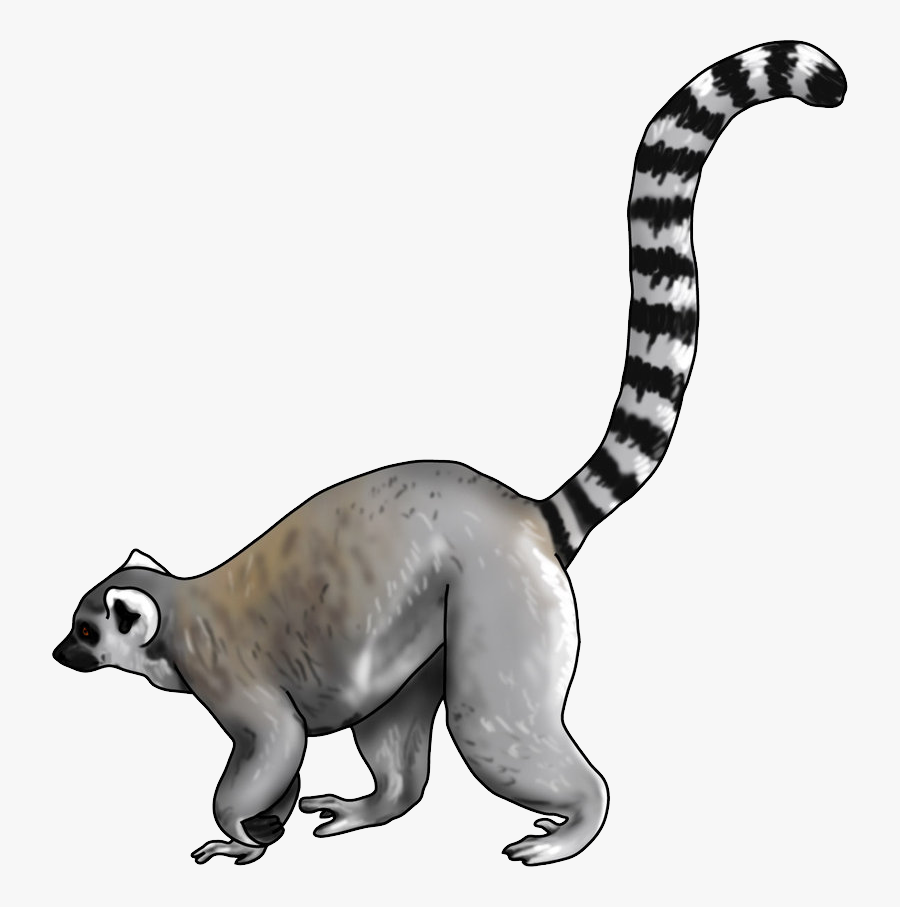 Lemur Png - Ring Tailed Lemur Drawing, Transparent Clipart