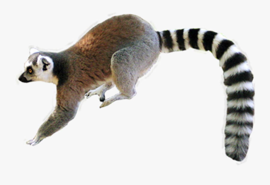 Transparent Lemur Clipart - Tropical Rainforest Animals Png, Transparent Clipart