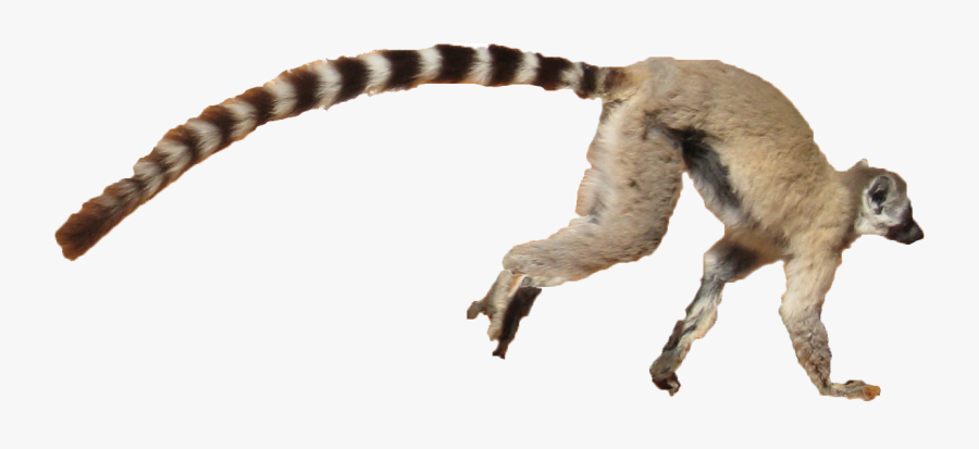 Lemur Png Free Background - Lemur In A White Background, Transparent Clipart