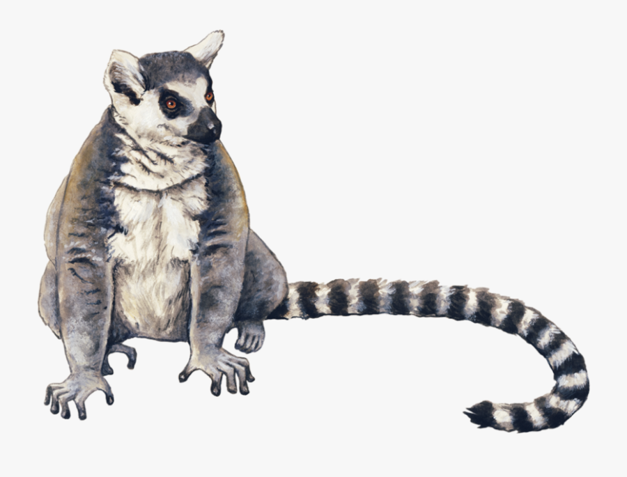 Transparent Lemur Png - Ring Tailed Lemur Drawing, Transparent Clipart