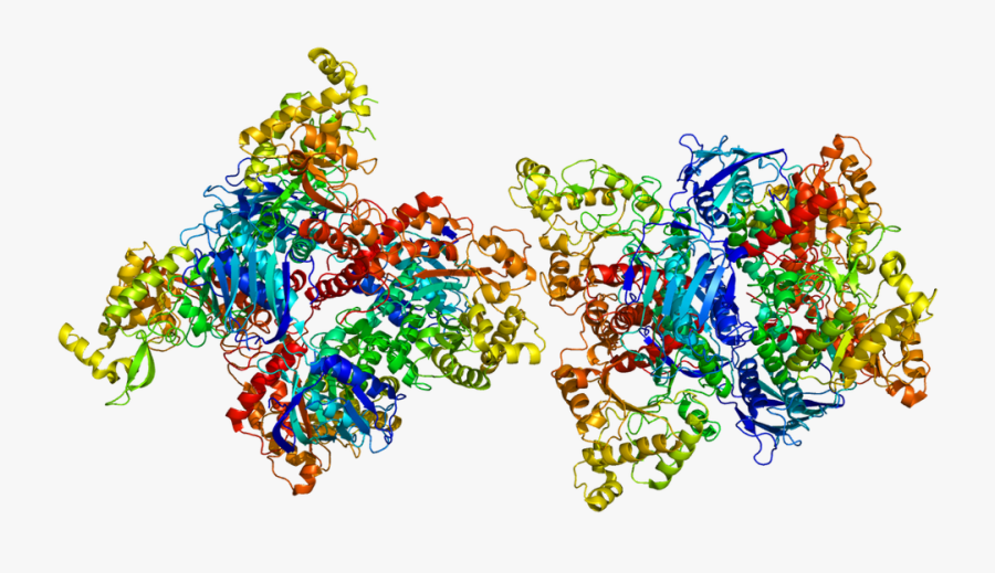 Beta Hexosaminidase, Transparent Clipart