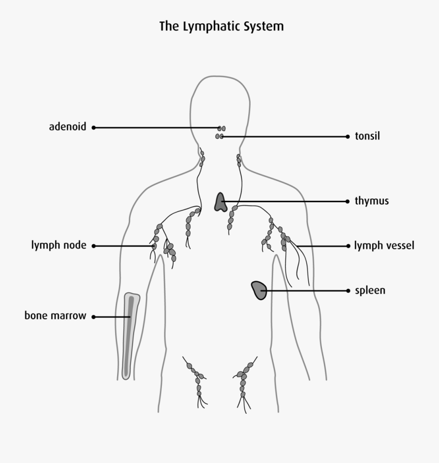 Basic Lymphatic System Diagram, Transparent Clipart