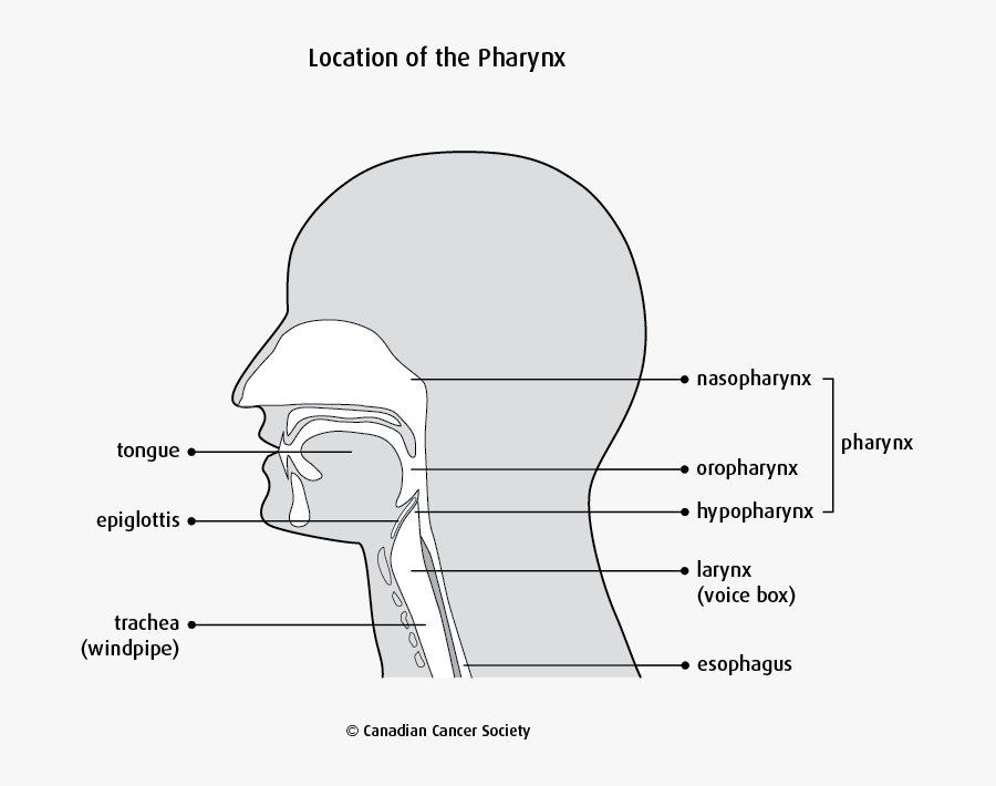 Diagram, Transparent Clipart