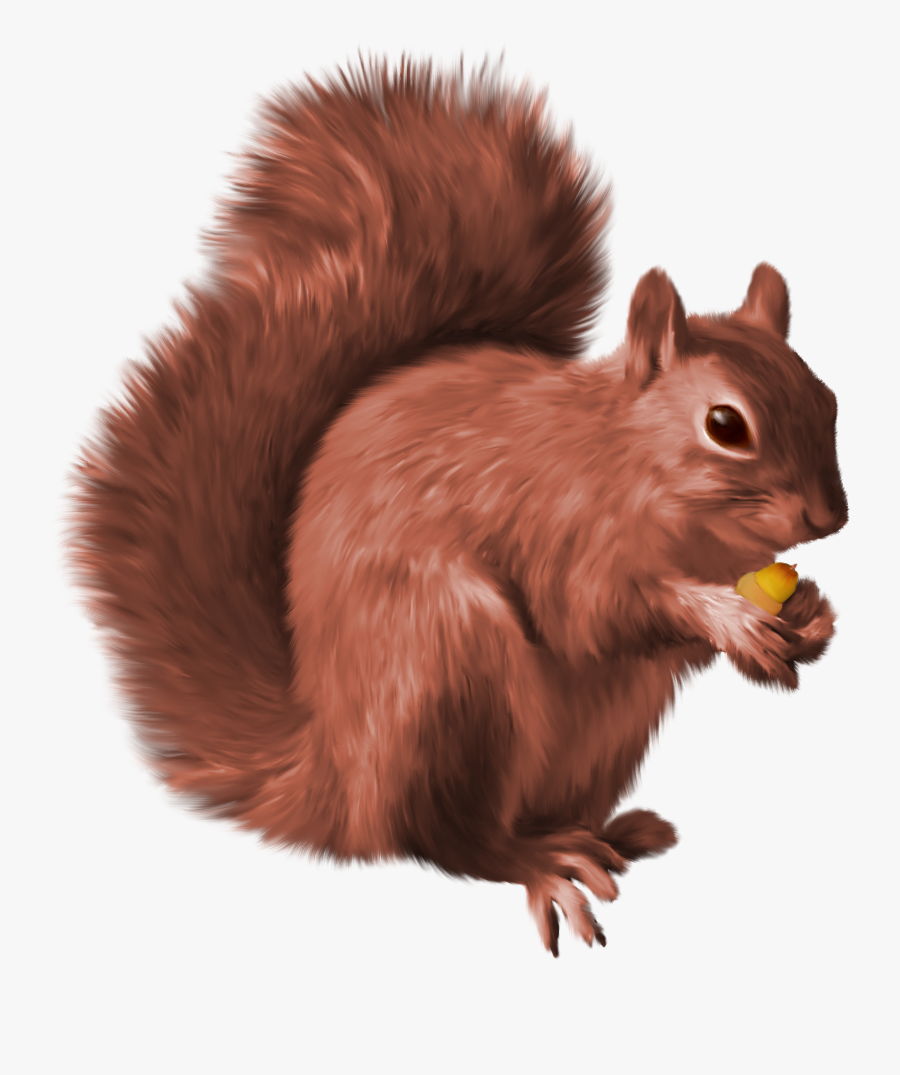 Red Squirrel Clipart, Transparent Clipart