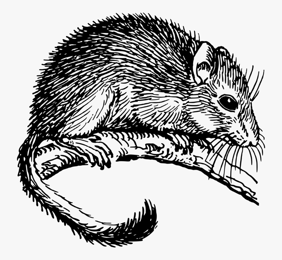 Monochrome - Edible Dormouse Black And White, Transparent Clipart