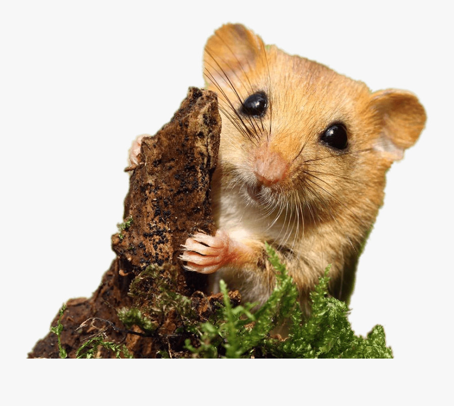 Dormouse - Loir Png, Transparent Clipart