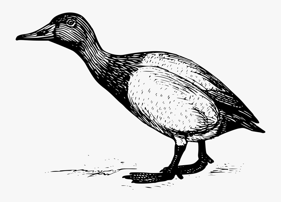 Free Clip Art "canvasback - Tonal Drawings Of Ducks, Transparent Clipart