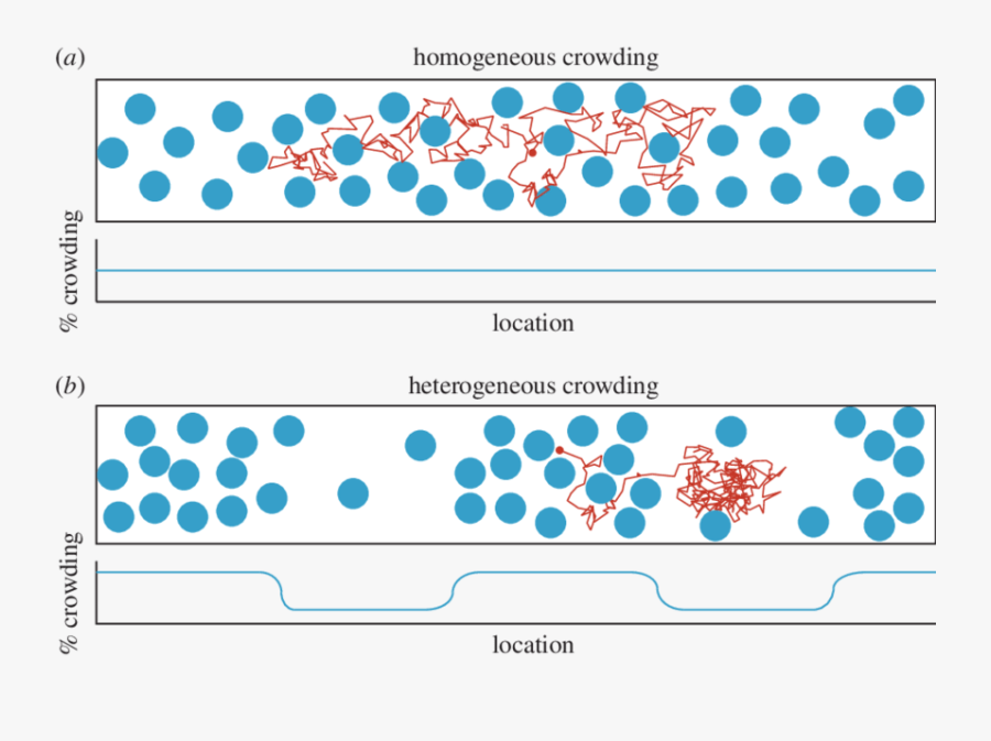 Cartoons Showing The Difference Between Homogeneous - Difference Between Homogeneous And Heterogeneous Cartoons, Transparent Clipart