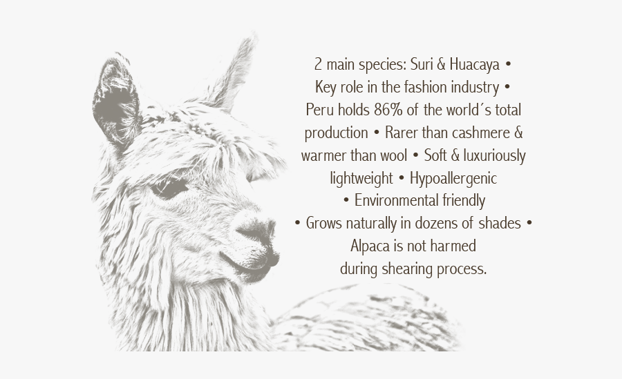 Llama, Transparent Clipart