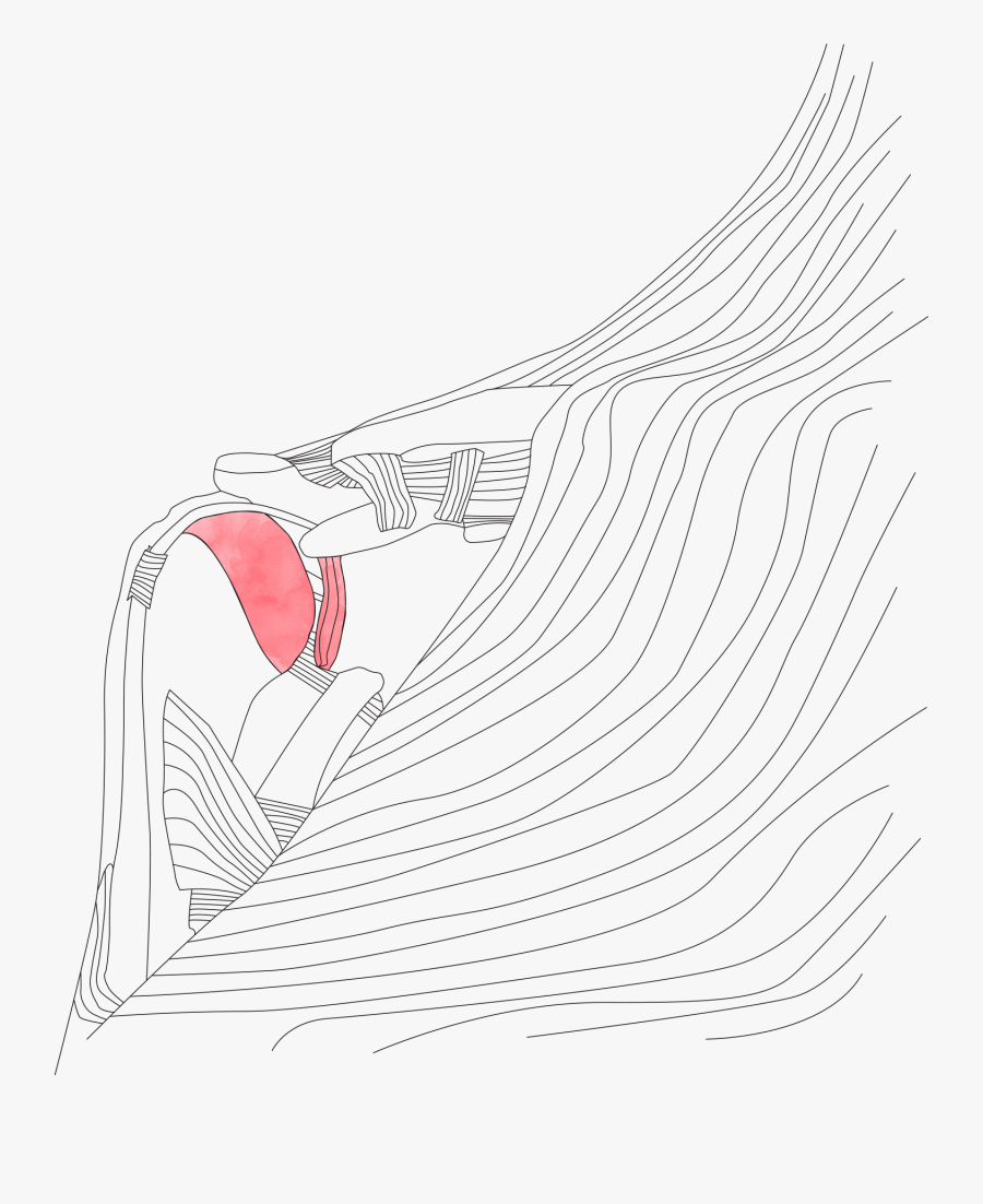 Sketch, Transparent Clipart