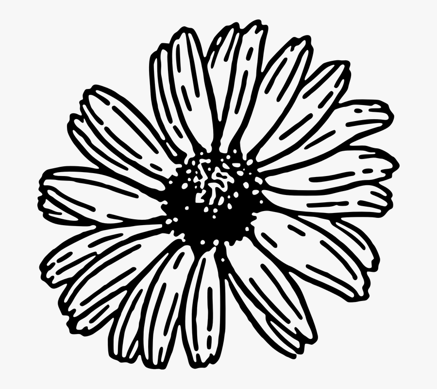 Clipart Flowers Sketch - Daisy Black And White Clipart, Transparent Clipart