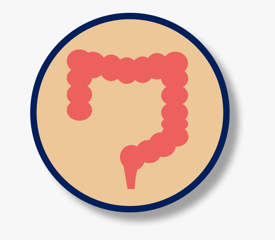 Sindrome De Intestino Irritable Png Clipart , Png Download - Irritable Bowel Syndrome, Transparent Clipart