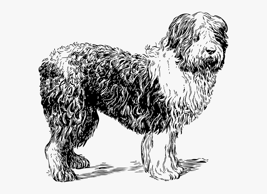 Sheepdog-46841 - Shaggy Dog Clip Art Black And White, Transparent Clipart