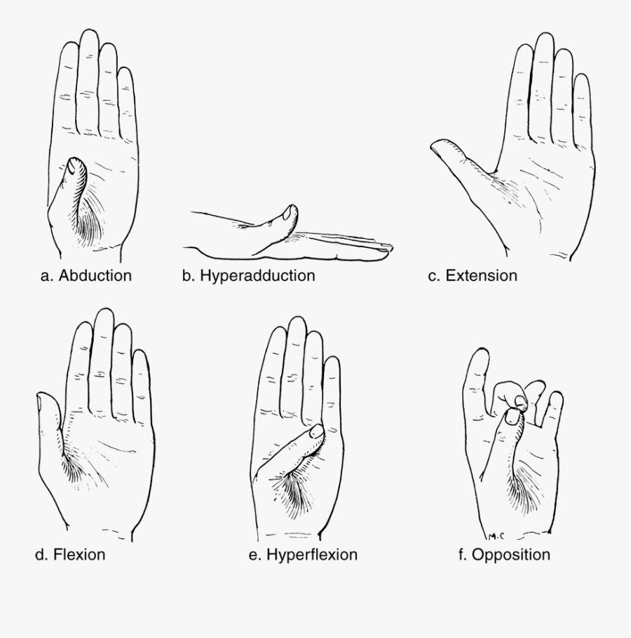 Hand Clipart Forearm - Drawing, Transparent Clipart