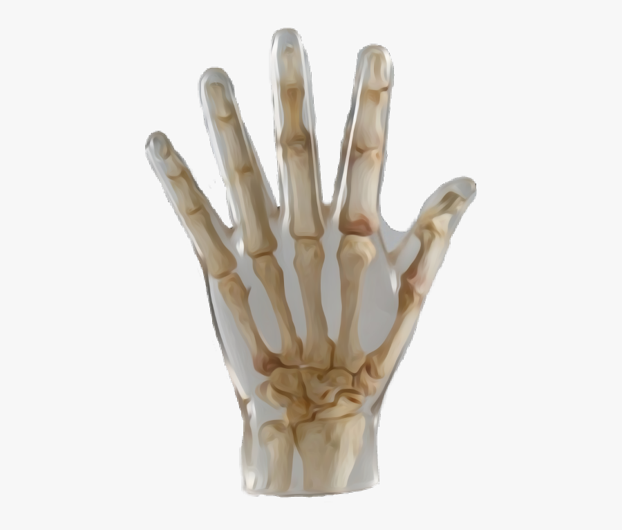 Hand Skeleton Bones Biology Nature - X-ray, Transparent Clipart