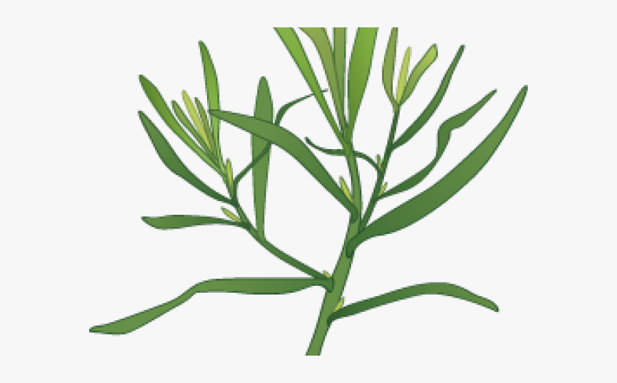 Garlic Clipart Herb Spice - Tarragon And Parsley, Transparent Clipart