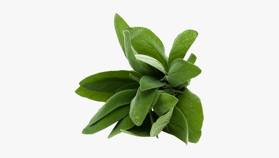 Sage French, Transparent Clipart
