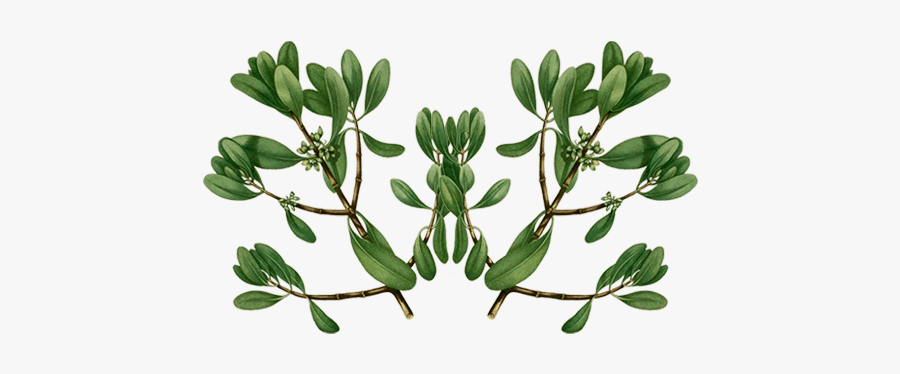 Buttercup, Transparent Clipart