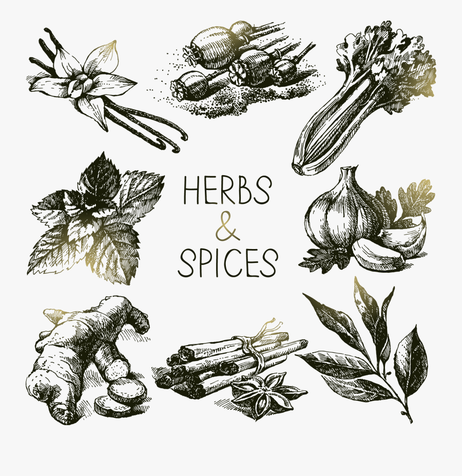 Spices Digital Sketch Png, Transparent Clipart